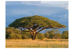 Tapeter-Fototapet African Akacia Tree Hwange National Park 250x193