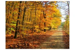 Rammer|Tapeter-Fototapet Beech Forest 350x270