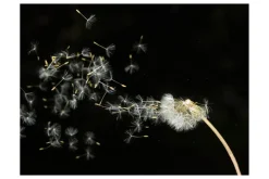 Fototapet Dandelion Shipped By The Wind 200x154