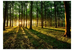 Rammer|Tapeter-Fototapet Spring Morning In The Forest 400x280