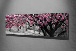 Lerretsbilde 80x30 cm - Blomstrende kirsebærtrær i svart-hvitt landskap