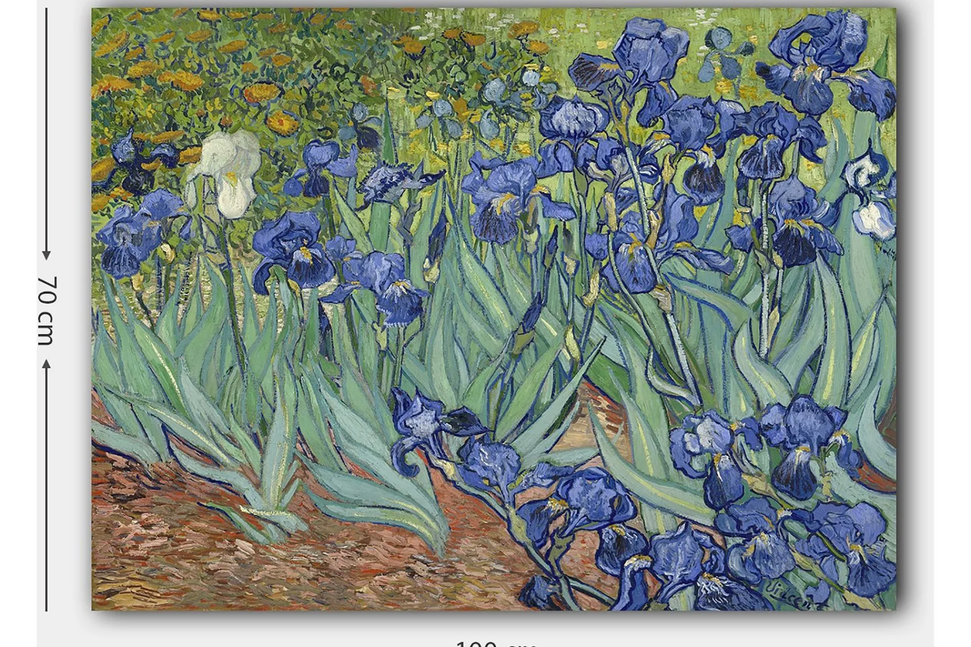 Lerretsbilder|Lerretsbilder-Lerretsbilde 70x100 cm - Fargerik samling av irisblomster i forskjellige blånyanser Flerfärgad
