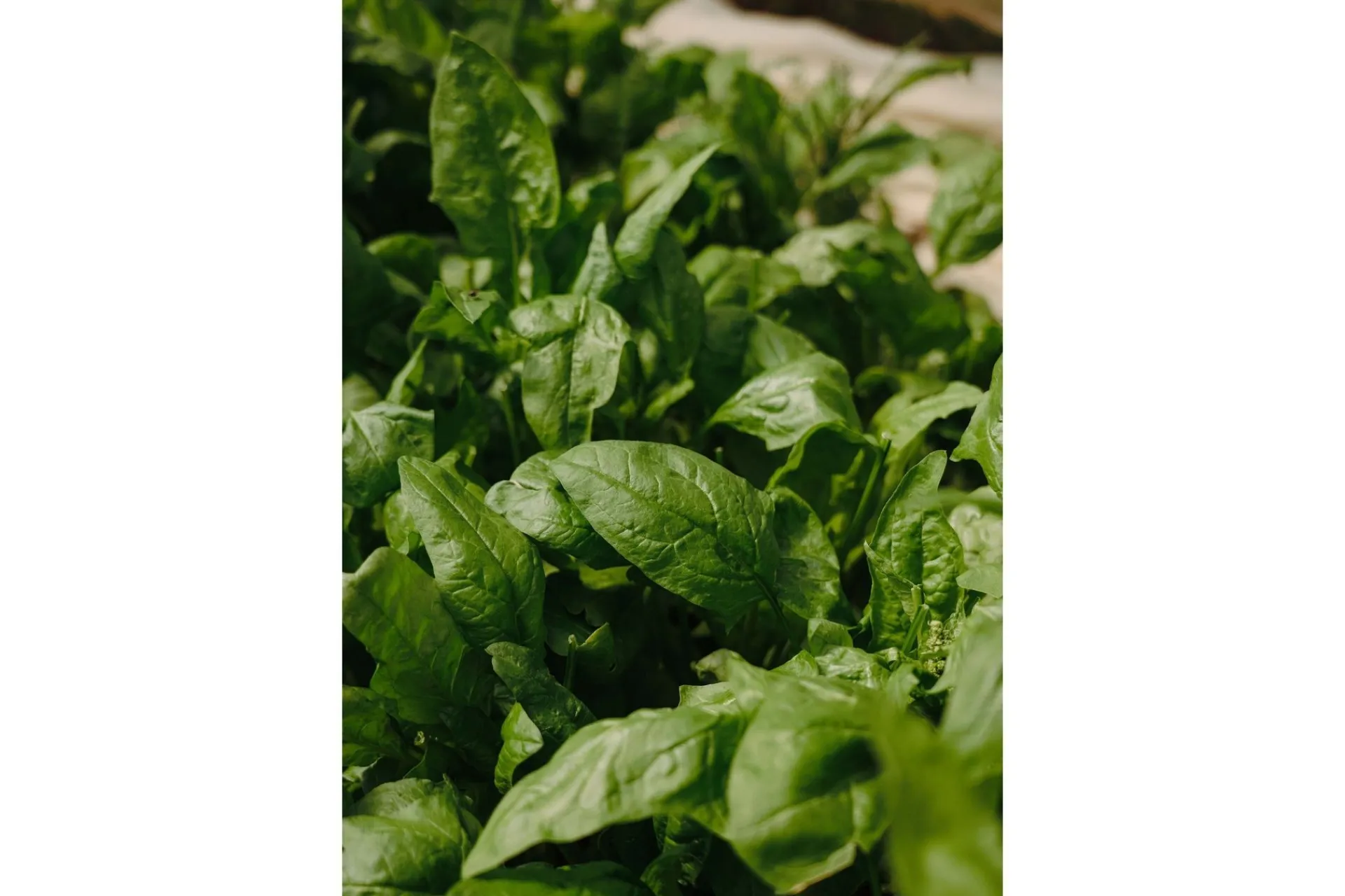 Venture Home Poster Green leaf 21x30 cm