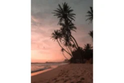 Venture Home Posters|Posters-Poster Summer 50x70 cm Lyserød
