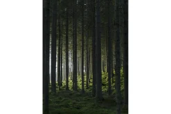 Venture Home Poster Woods 50x70 cm