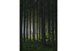 Venture Home Posters|Posters-Poster Woods 21x30 cm Svart/Grønn