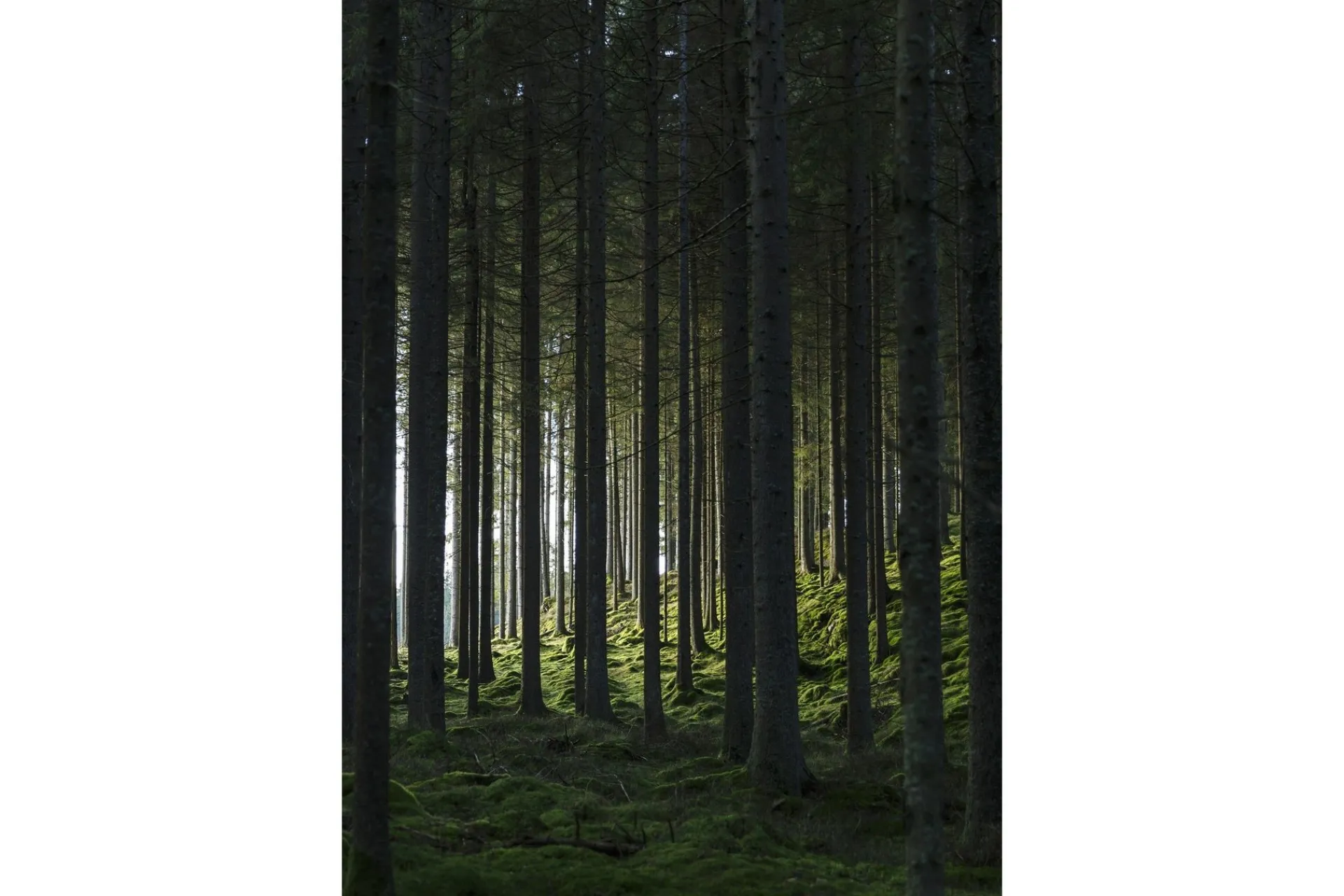 Venture Home Poster Woods 70x100 cm