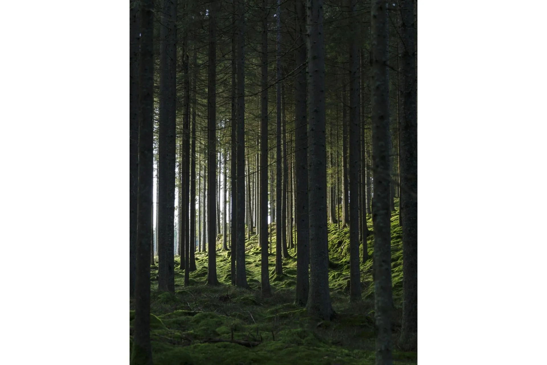 Venture Home Poster Woods 30x40 cm